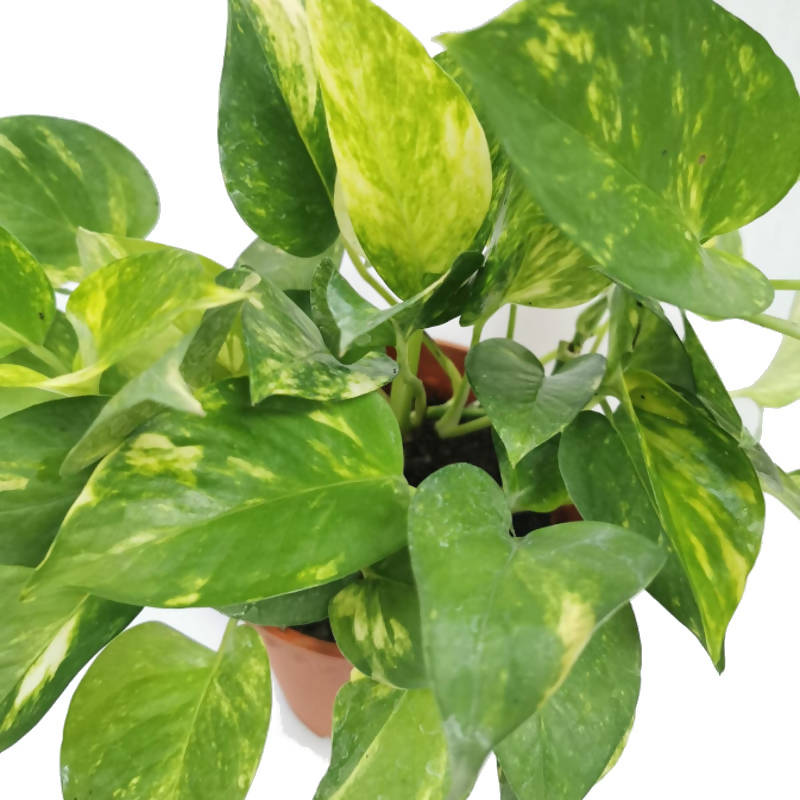 Good Luck Money Plant Variegated Live Plant With Grow Pot