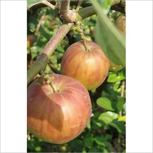 India Apple Ber Plant (GRAFTED) Jujube Fruit, Lal Kul "New Variety"