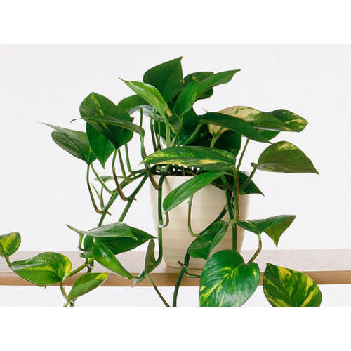 Good Luck Money Plant Real Live Money Plant Golden Pothos Plant Air Purifying Plant Indoor Plant for Home and Garden