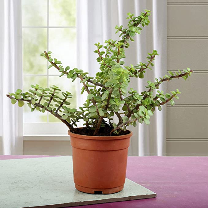 Jade plant real - Small, Good Luck Jade Plant,perfect for Green Ambiance and Positive Vibes! plants (Pack of 1) whithout pot