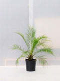 Pygmy date palm plant,Plant fo pygmy date palm (Pack of 1 without pot)