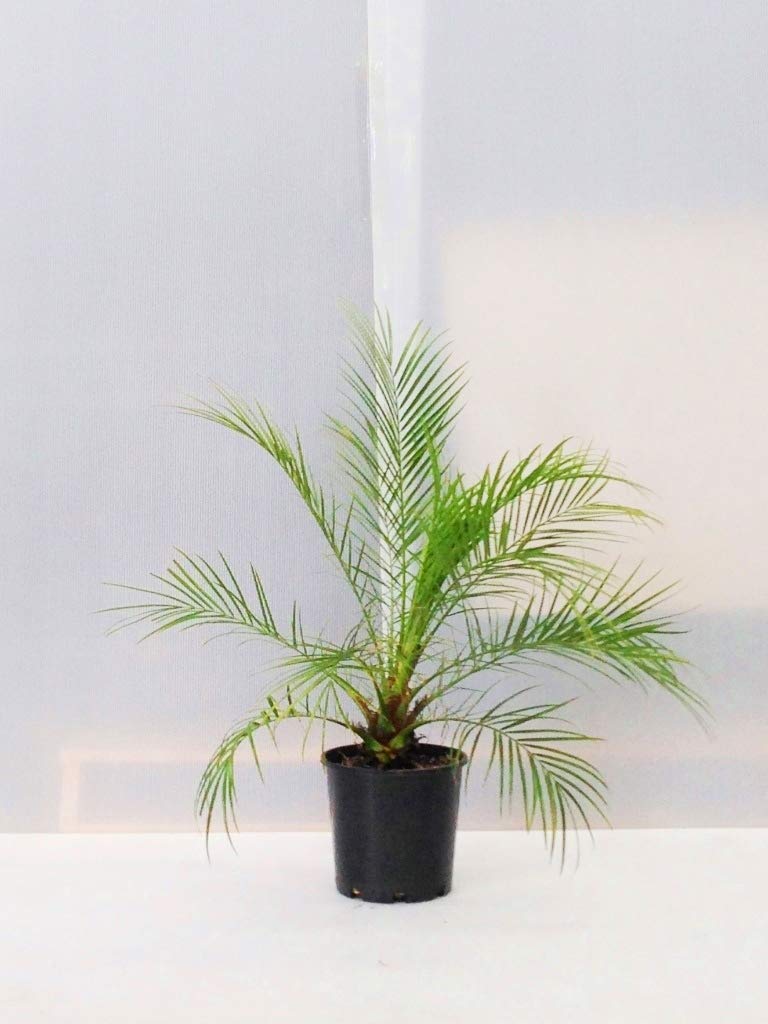Pygmy date palm plant,Plant fo pygmy date palm (Pack of 1 without pot)