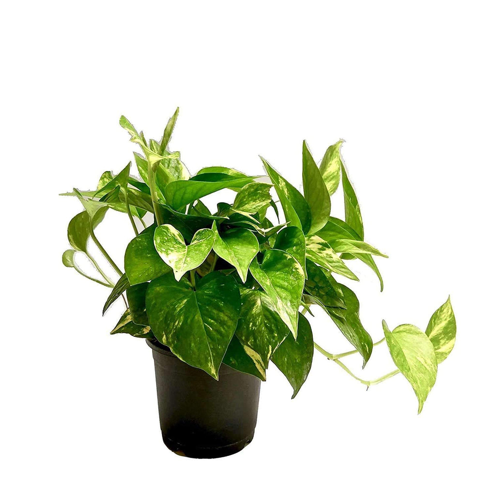 Good Luck Money Plant Variegated Live Plant With Grow Pot