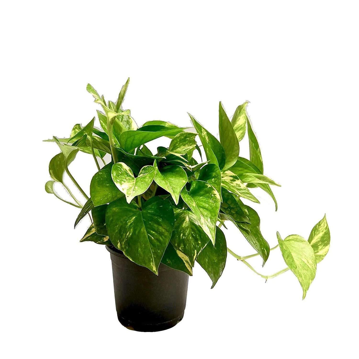 Good Luck Money Plant Variegated Live Plant With Grow Pot