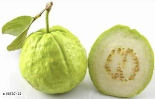 All time Hybrid green guava sweet tree plant