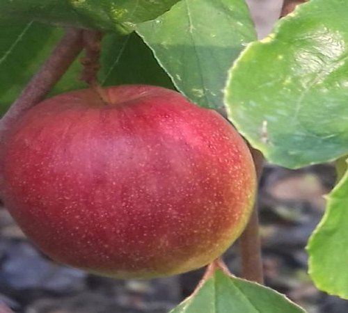India Apple Ber Plant (GRAFTED) Jujube Fruit, Lal Kul "New Variety"