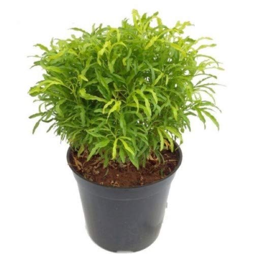 Ball Aralia Golden Plant | Indoor Plant | Vibrant Foliage for Home Decor | Healthy and Thriving | Perfect for Any Indoor Space/pack of 1