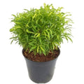 Ball Aralia Golden Plant | Indoor Plant | Vibrant Foliage for Home Decor | Healthy and Thriving | Perfect for Any Indoor Space/pack of 1