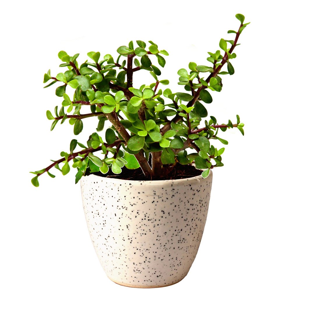 Live Jade Plant for Home & Office with Pot | Feng Shui Money Tree | Low Maintenance Indoor Plant
