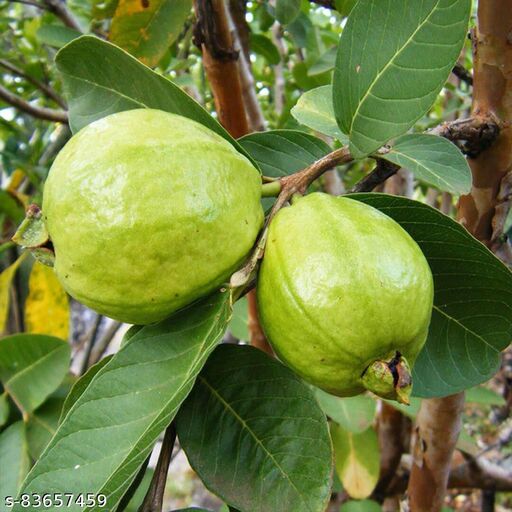 Guava plants are excellent for home gardens and health, producing nutritious, vitamin C-rich fruit that boosts immunity, aids digestion (fiber), supports heart/blood sugar health, and offers anti-cancer antioxidants like lycopene|