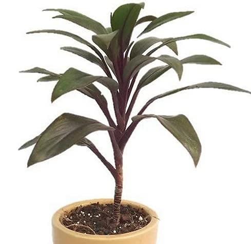 Cordyline Fruticosa Live Indoor Plant without Pot | Tropical Indoor Plant for Home & Office | Adds Color to Home Decor | Low Maintenance Air Purifying Indoor Plant