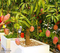 All Time Mango Plant premium Grafted (Height 1.5-2.5 Feet) Fruit After 1-3 Years All Season Mango Plant Hybrid Baramasi sweet Tree Live Fruit Plant (pack of 1)