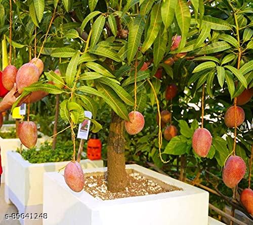 All Time Mango Plant premium Grafted (Height 1.5-2.5 Feet) Fruit After 1-3 Years All Season Mango Plant Hybrid Baramasi sweet Tree Live Fruit Plant (pack of 1)