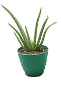 Aloe Vera Plant without Pot – Natural Air Purifier & Healing Succulent for Home and Office Decor - Easy to Maintain Indoor Plant for Freshness, Positive Energy & Green Aesthetic