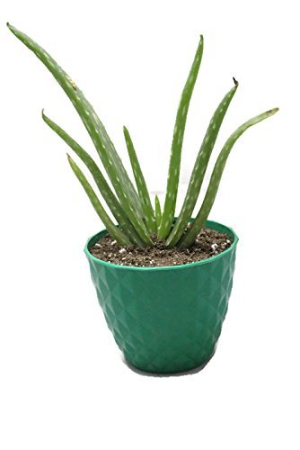 Aloe Vera Plant without Pot – Natural Air Purifier & Healing Succulent for Home and Office Decor - Easy to Maintain Indoor Plant for Freshness, Positive Energy & Green Aesthetic