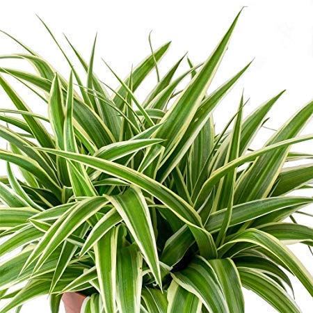 Spider Plant Indoor Live with Self Watering Pot