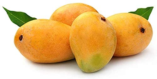Dasheri mango plant" variety | Healthy and well Grafted (you get fruit planting after 6 month)