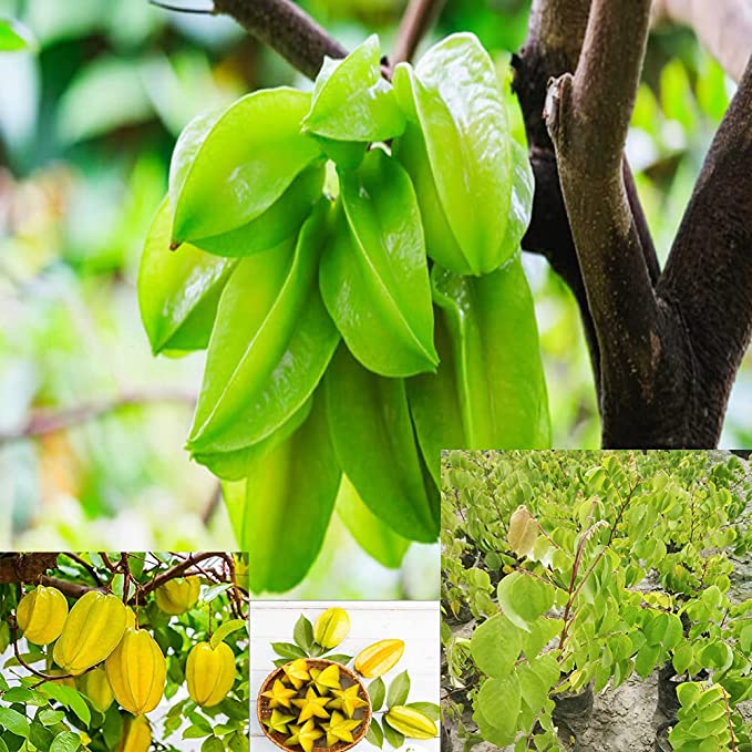 Sweet Star Fruit Plant Live | Hybrid Grafted Kamrak (Carambola) Tree | Sweet & Tangy Star Fruit Plant for Home Garden | Healthy Live Fruit Plant