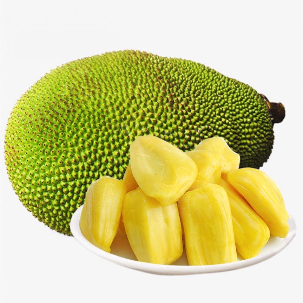 Jackfruit plant big size,Big size plant for Jack fruit (Pack of 2 Healthy live plant)