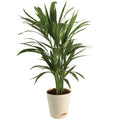 Areca Palm Air Purifier Natural Live Plant
